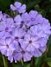 Paniculata Light Blue