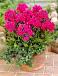 Paniculata Miss Mary