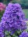 Paniculata Blue