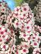 Paniculata Red/White