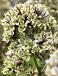 Paniculata Pure Feelings