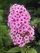 Paniculata Miss Pepper
