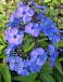 Paniculata Blue Paradise