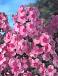 Paniculata Pink