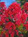 Paniculata Red