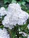 Paniculata White