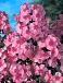 Paniculata Laura