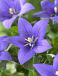Platycodon Blue
