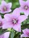 Platycodon Pink