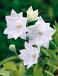 Platycodon White