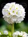 Denticulata Alba
