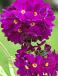 Denticulata Rubin