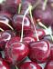 Avium Sylvia Cherry