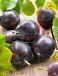 Black Amber Domestica