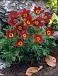 Vulgaris Red