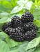 Fruticosus Black Satin
