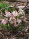 Bifolia Rosea