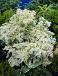 Hybrid Frosty Morn