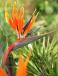 Strelitzia