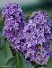 Vulgaris Sensation