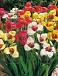 pavonia Mix