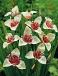 pavonia Alba