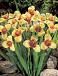 pavonia Creme