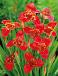 Speciosa  Red