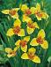 pavonia Aurea Yellow