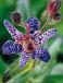 Purple Spotted