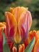 Triumph Prinses Irene