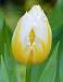 Single Early Flaming Coquette