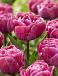 Double Early Rosy Diamond®