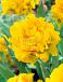 Double Early Monte Peony®