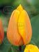 Darwin-Hybrid Blushing Apeldoorn