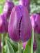 Triumph Purple Flag