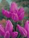 Triumph Purple Bouquet