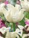 Triumph White Liberstar®