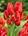 Triumph Red Bouquet