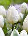 Triumph White Flag
