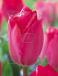 Darwin-Hybrid Lady Van Eijk