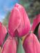 Darwin-Hybrid Pink Impression