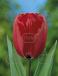Darwin-Hybrid Red Impression