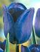 Single Late Bleu Aimable