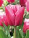 Triumph Jumbo Pink