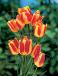 Single Late Florette