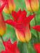 Lily Flowering Royal Gift