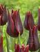 Lily Flowering Lasting Love