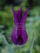 Lily Flowering Purple Dream