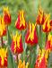 Lily Flowering Fire Wings